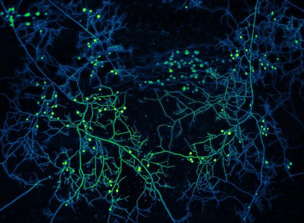 Microscopy image of a mycorrhizal fungus that forms a symbiotic partnership with plant roots. The hyphal filaments (blue and green lines in image) act as pipes to carry nutrients through the soil. A considerable amount of plant-derived carbon is stored in the reproductive spores (small spheres in the image) of the fungus. Image credit: Loreto Oyarte Galvez (VU/AMOLF)